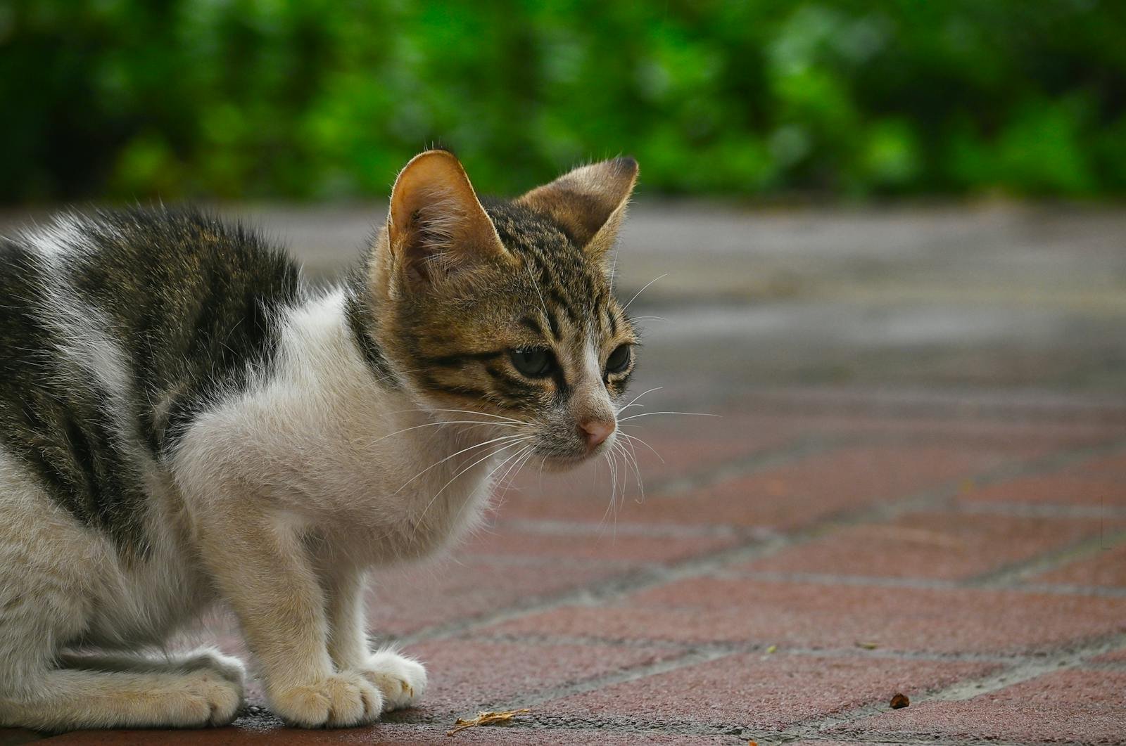 A cute kitten with tabby markings sits curiously on a brick pavement, surrounded by greenery.