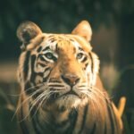 Majestic Bengal tiger gazing intently in a lush, natural habitat.