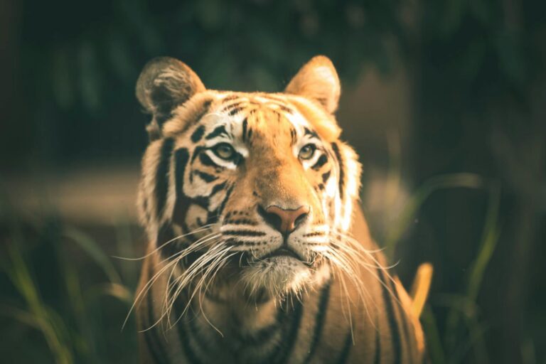 Majestic Bengal tiger gazing intently in a lush, natural habitat.