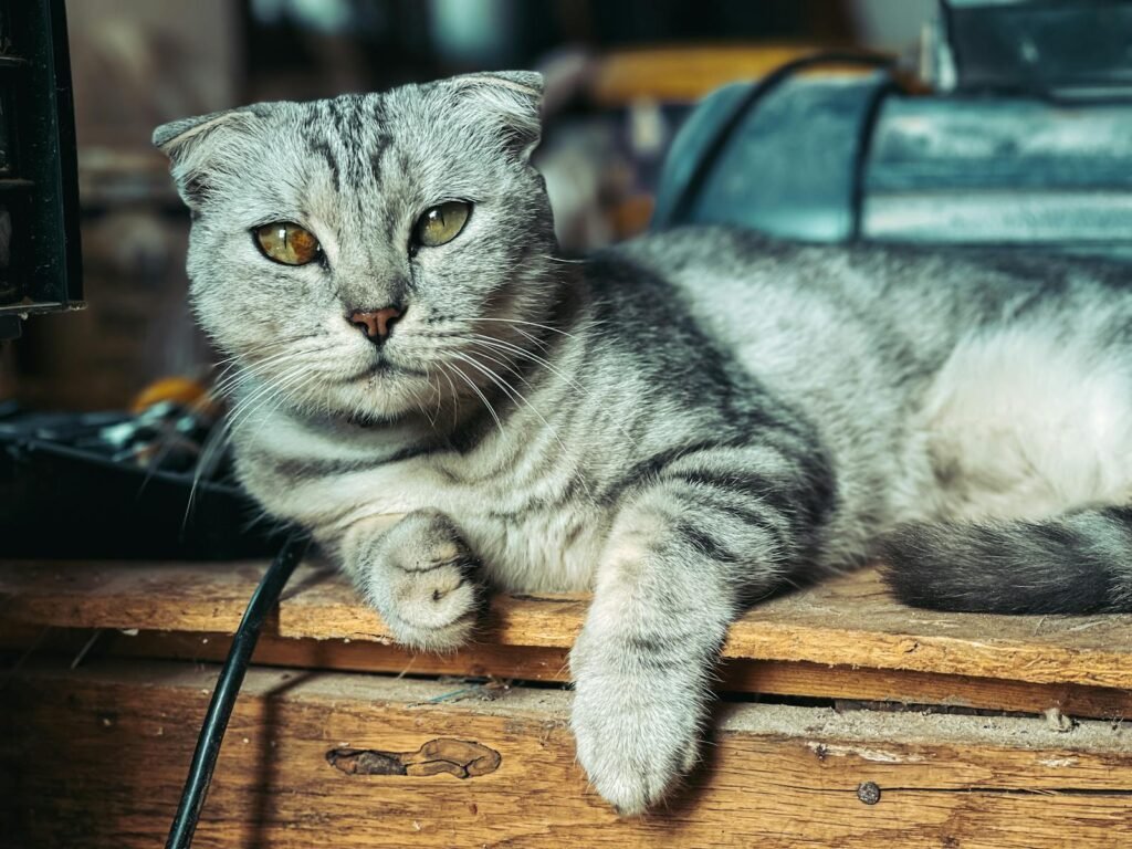 Close-up portrait of a Scottish Fold cat resting on a wooden desk, showing its unique folded ears and calm demeanor.