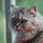 Close-up of a grey Persian cat with distinctive fur and whiskers.
