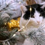 Cute black and white cat amidst Christmas tree with lights, creating a festive mood.