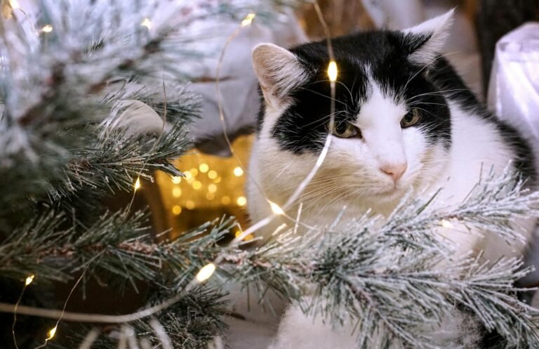 Cute black and white cat amidst Christmas tree with lights, creating a festive mood.