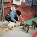 A volunteer feeds cats at an animal shelter, showcasing pet care and adoption efforts.