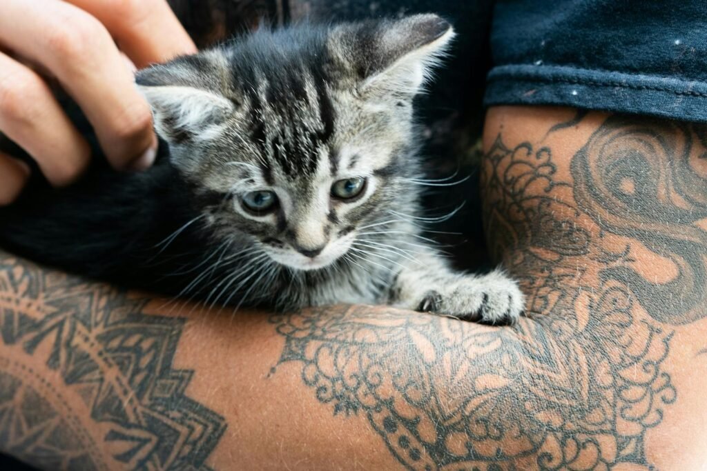 Grey kitten cradled in tattooed arms, showcasing contrast of innocence and art.