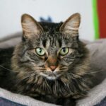 A cute fluffy tabby cat with green eyes lounging comfortably in a cozy bed.