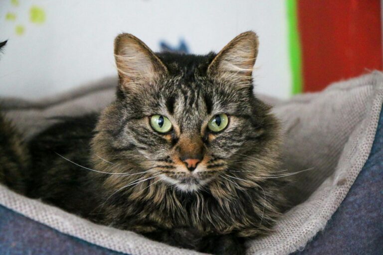 A cute fluffy tabby cat with green eyes lounging comfortably in a cozy bed.