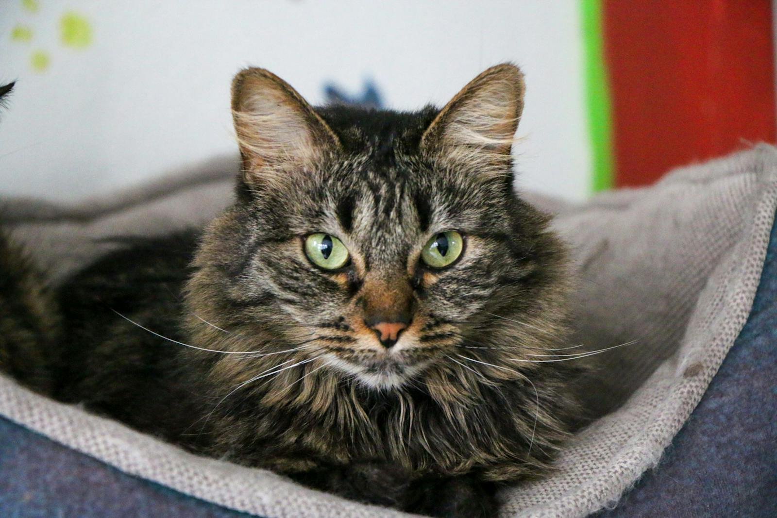 A cute fluffy tabby cat with green eyes lounging comfortably in a cozy bed.