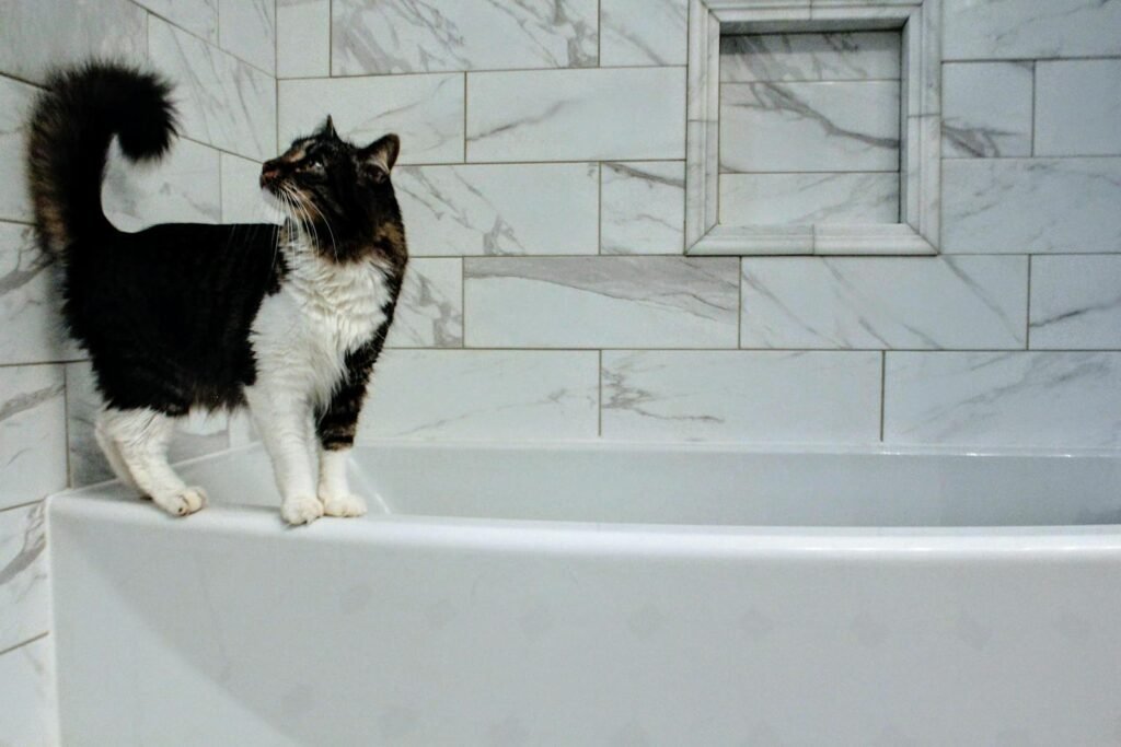 A domestic cat stands on a marble bathtub in a stylish indoor bathroom setting.