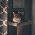 A tabby cat lounges on a cat tower by a patterned curtain, capturing a cozy indoor mood.