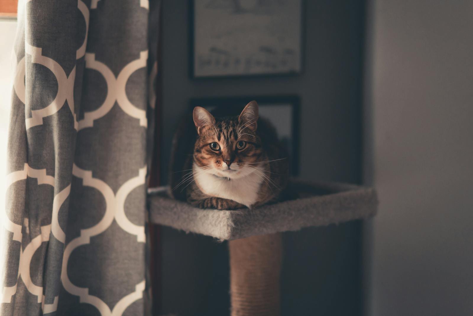 A tabby cat lounges on a cat tower by a patterned curtain, capturing a cozy indoor mood.