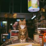 A tabby cat sitting charmingly atop a counter in a cozy store setting, surrounded by merchandise.
