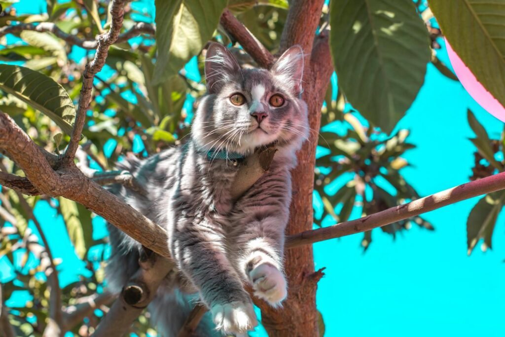 A fluffy domestic cat lounging on a tree branch against a clear blue sky.
