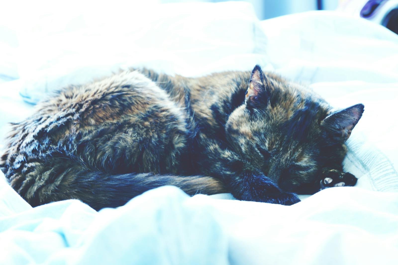A peaceful tortoiseshell cat sleeping on a cozy white bed, highlighting domestic tranquility.