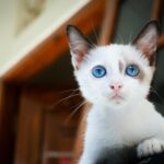 Adorable white kitten with striking blue eyes perched in a cozy indoor space.