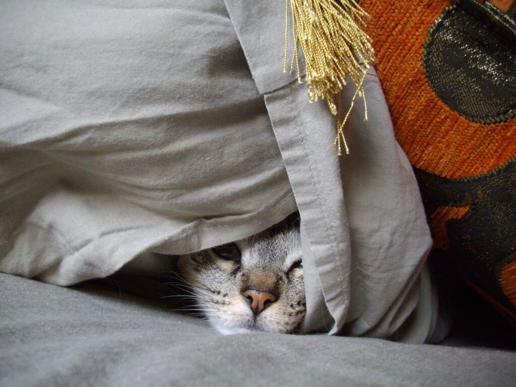 hiding place, cat, mascot, feline, animal, little cat, look, camouflage, hiding place, hiding place, hiding place, hiding place, hiding place, pet, camouflage