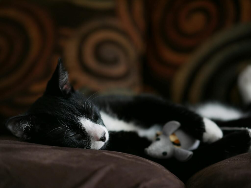 A black and white cat peacefully sleeping with a toy indoors on a cozy couch.