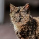 A detailed close-up of a tortoiseshell cat with focused eyes and a warm expression.