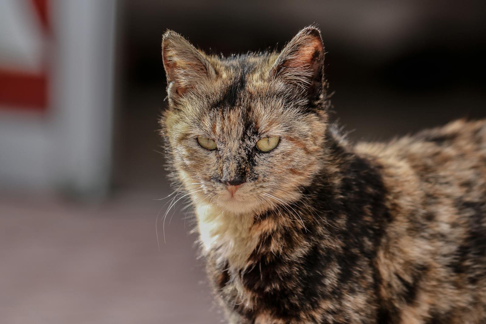 A detailed close-up of a tortoiseshell cat with focused eyes and a warm expression.