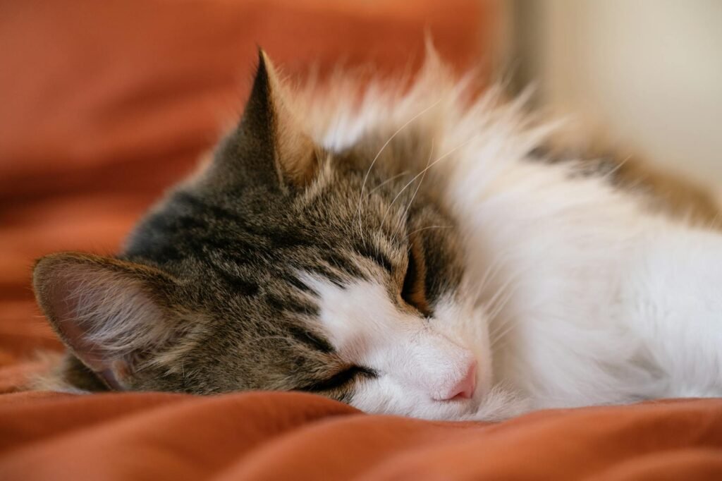 Adorable fluffy cat sleeping on a warm blanket in a cozy setting.