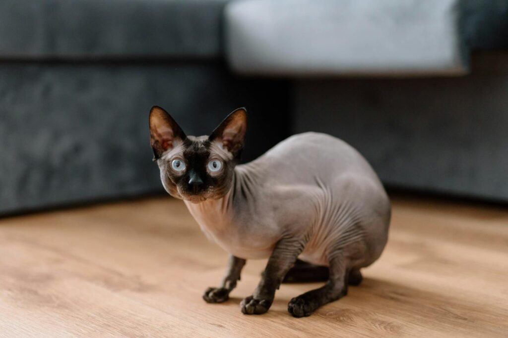 A close-up of a Sphynx cat indoors on a wooden floor in Brașov, Romania.
