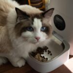 A fluffy Ragdoll cat enjoys meal from an automatic pet feeder indoors.
