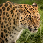 How Big Cats Choose Their Mates in the Wild