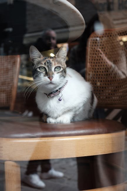Feline Fantasies in Surrealism (image credits: pexels)