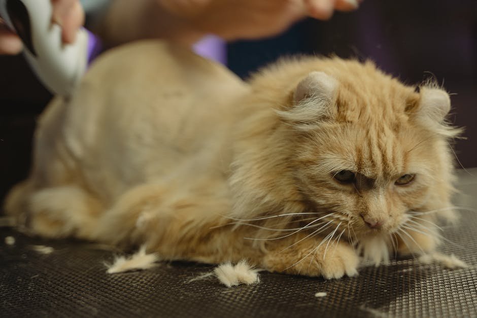 The Role of Cats in Persian Miniature Paintings (image credits: pexels)