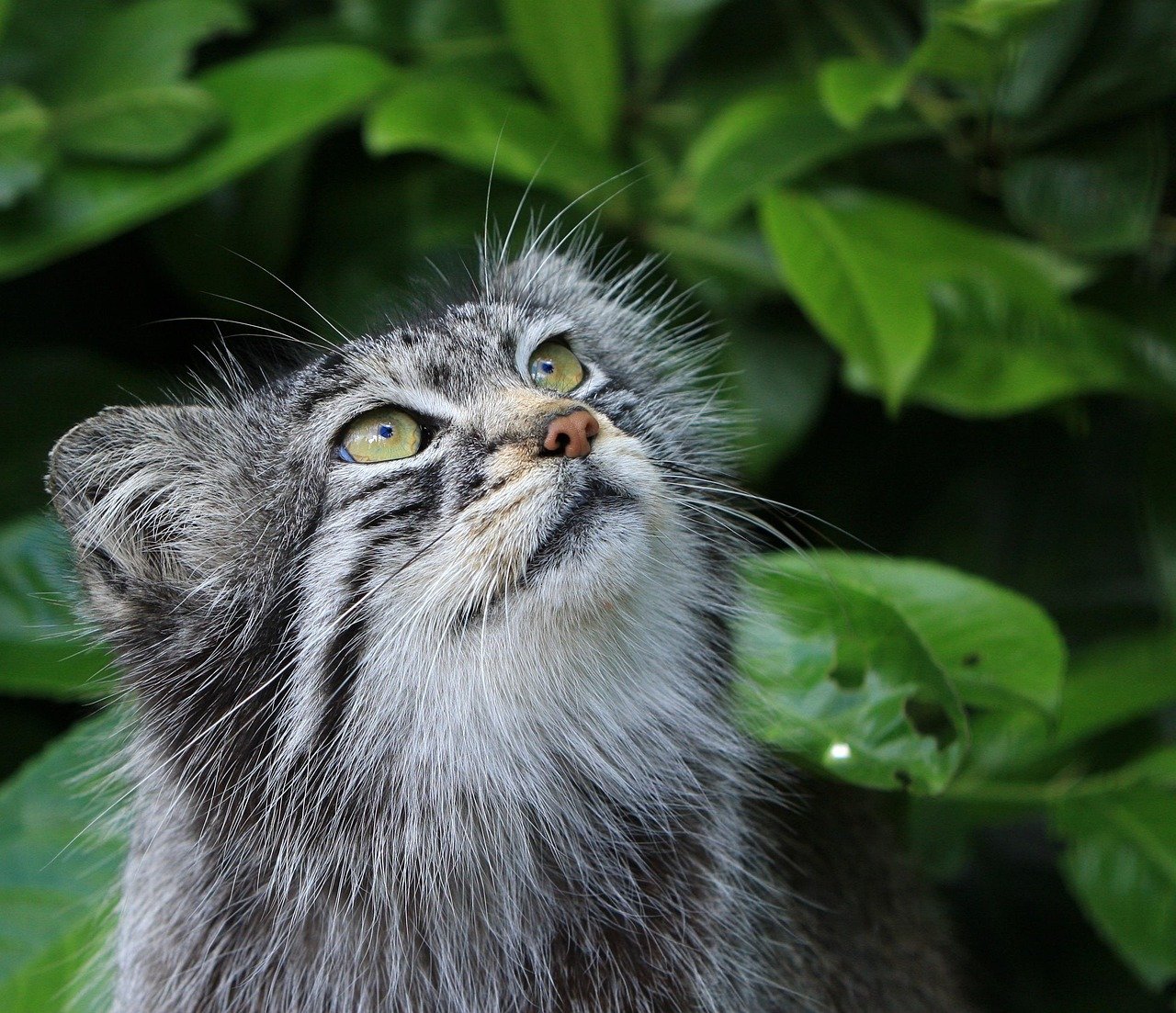 Pallas's Cat: The Fluffy Recluse of the Steppes (image credits: pixabay)
