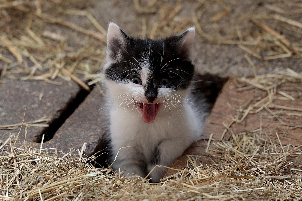 High-Pitched Meows: Excitement or Surprise (image credits: pixabay)