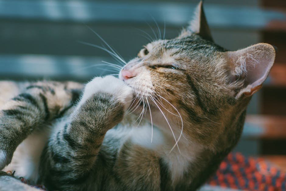 The Purring Meow: A Blend of Contentment (image credits: pexels)