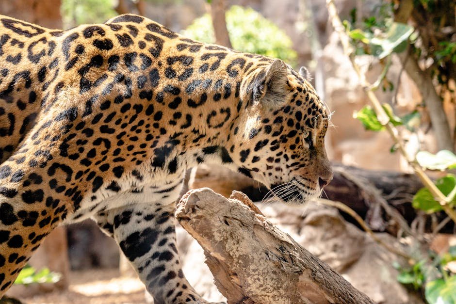 Future Directions in Big Cat Monitoring (image credits: pexels)