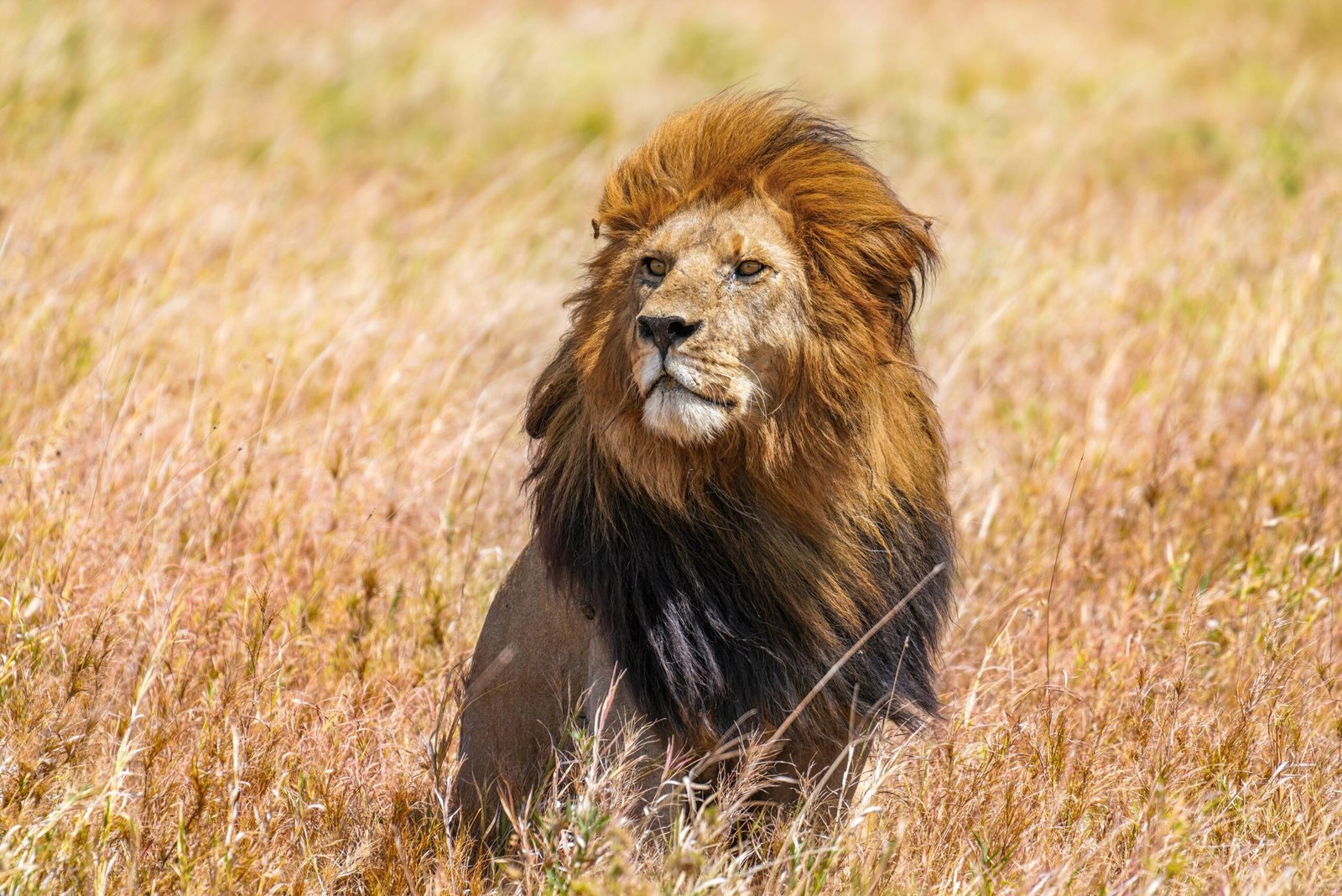 Collaborative Efforts in Conservation (image credits: wikimedia)