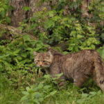 How Conservationists Track and Monitor Big Cat Populations