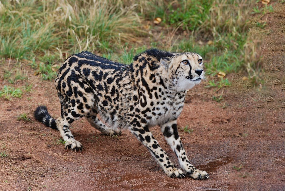 The Swift Cheetah in African Folktales (image credits: pexels)