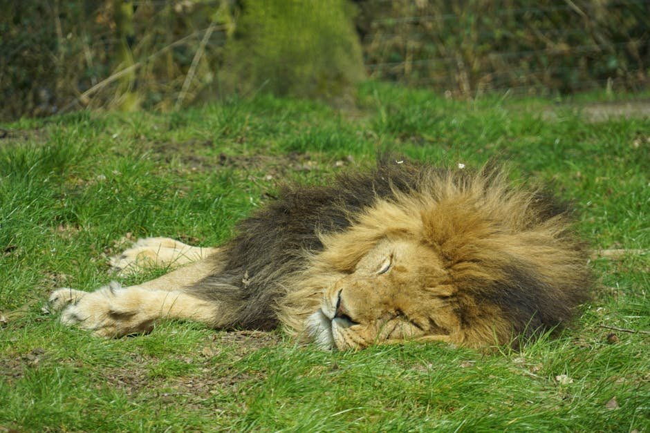 The Majestic Lion in African Legends (image credits: pexels)