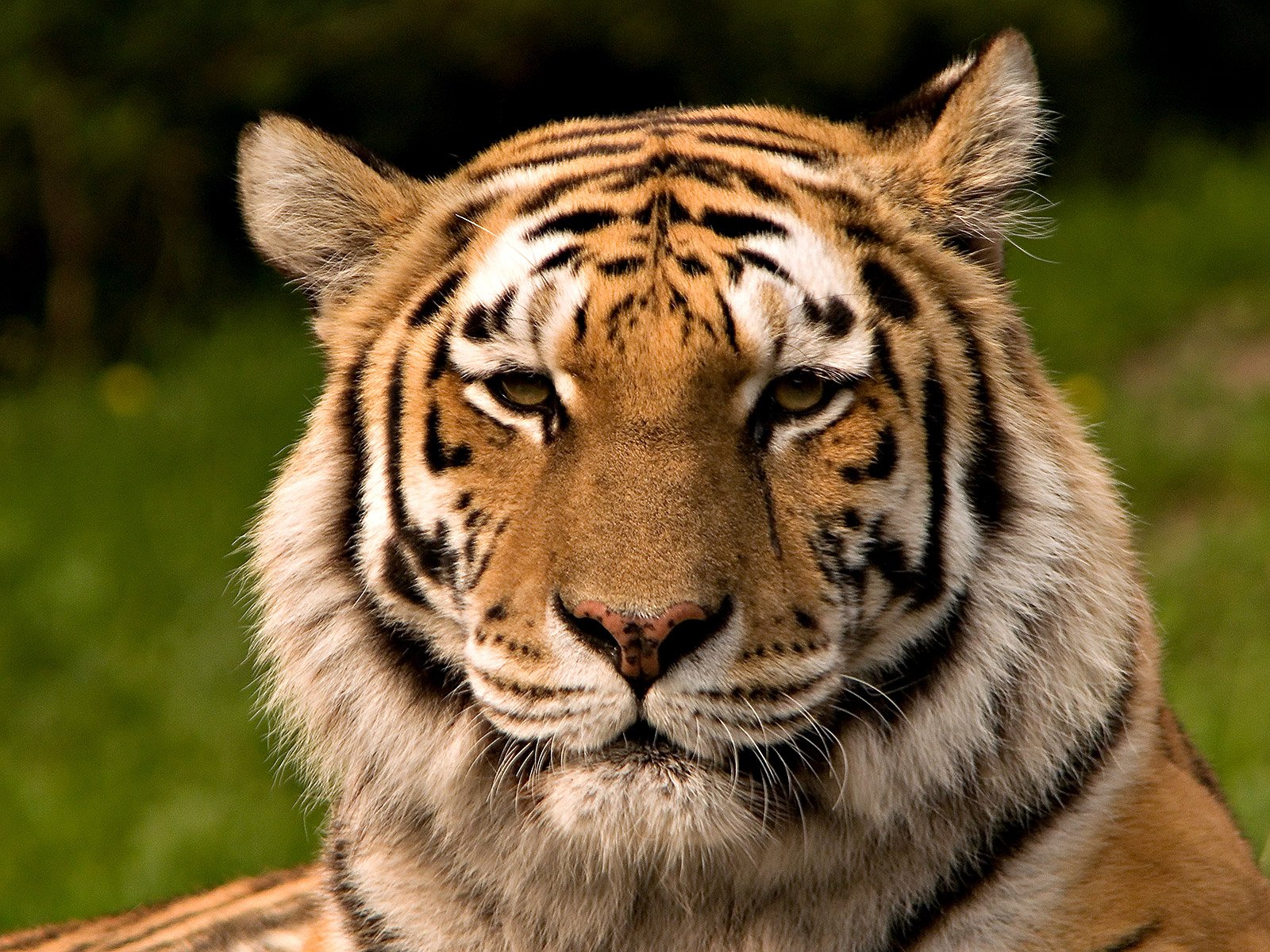 The Role of Conservation Efforts (image credits: wikimedia)