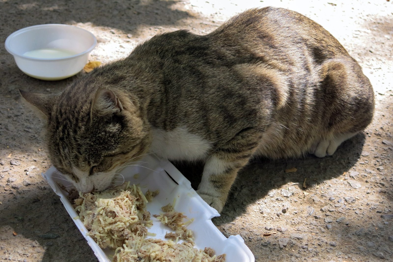 Portion Control: Less is Sometimes More (image credits: wikimedia)
