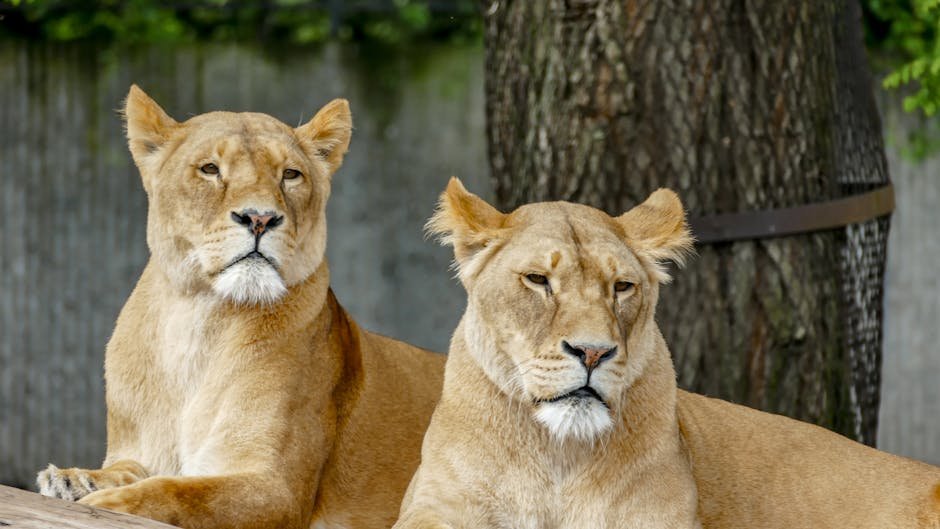 The Role of Conservation Efforts (image credits: pexels)