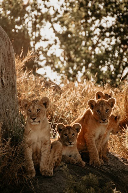 The Future of Big Cats (image credits: pexels)