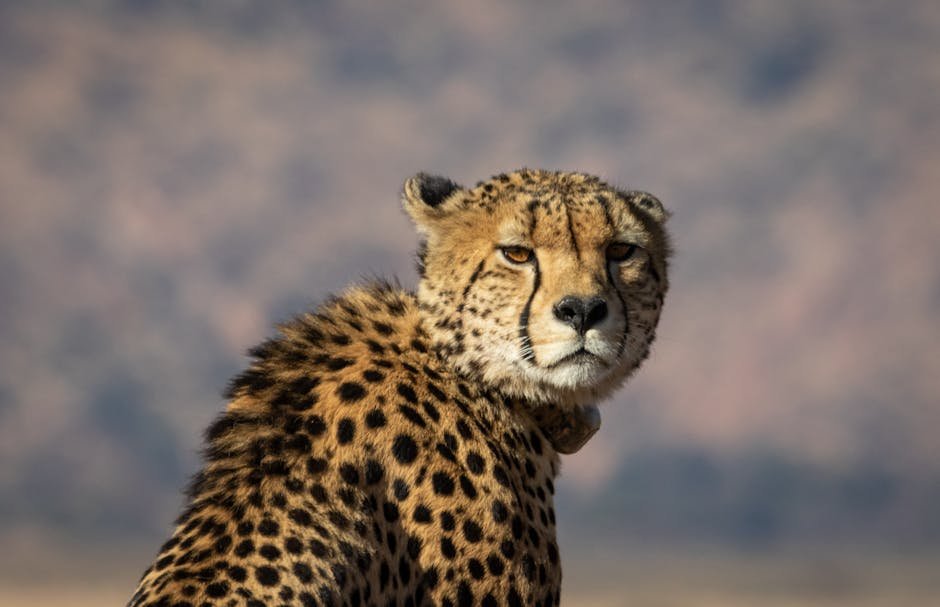 Human-Wildlife Conflict: A Battle for Coexistence (image credits: pexels)