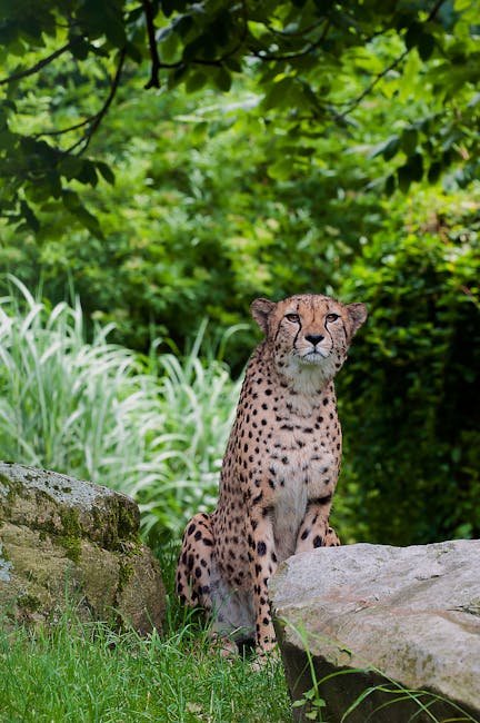 Conservation Efforts: A Ray of Hope (image credits: pexels)