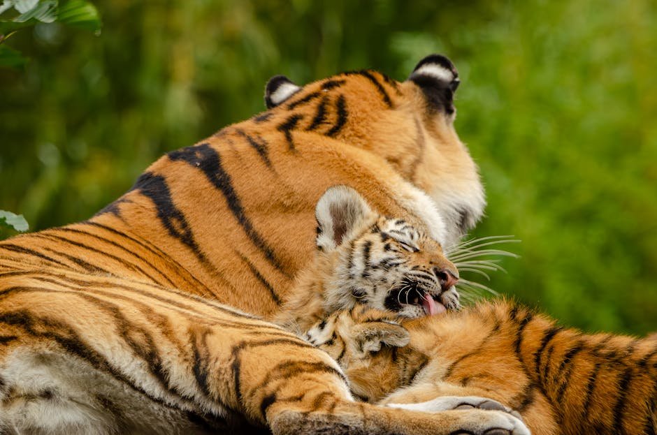 The Future of Big Cats: A Call to Action (image credits: pexels)