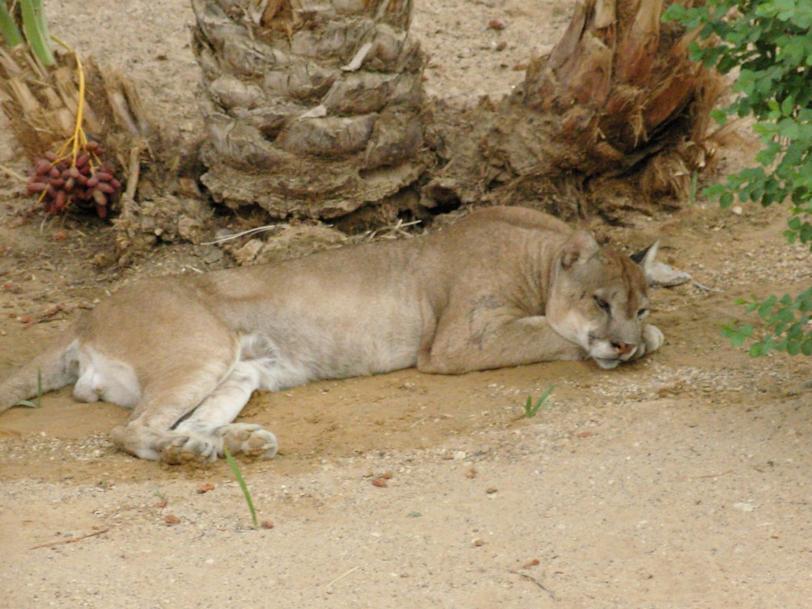 Adapting to Environmental Changes (image credits: wikimedia)