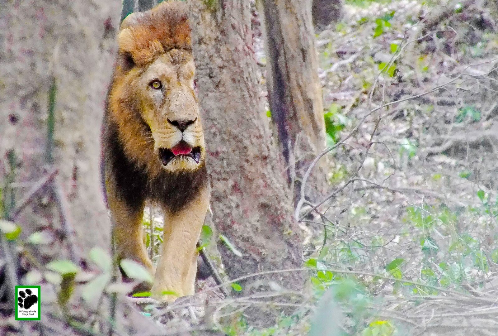 Communication Strategies Among Big Cats (image credits: wikimedia)