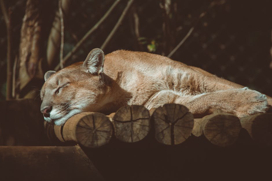 The Future of Big Cat Territories (image credits: pexels)