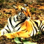 How Big Cats Establish Social Hierarchies in Their Territory