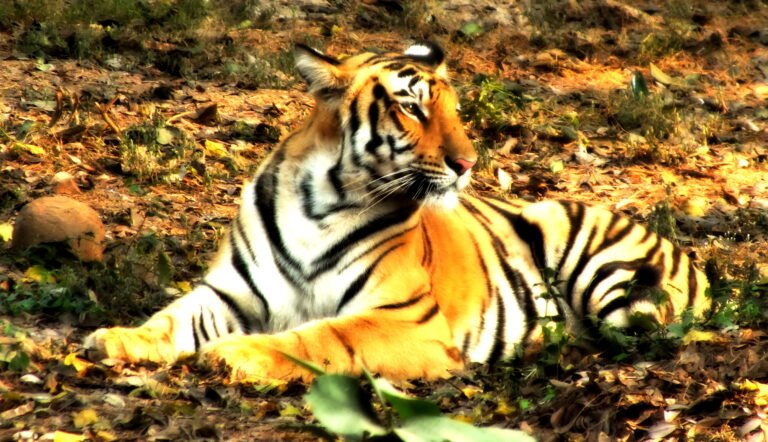 How Big Cats Establish Social Hierarchies in Their Territory