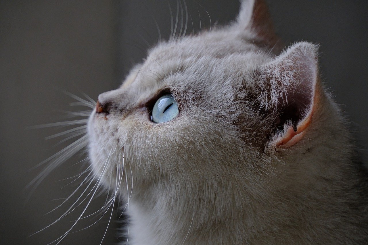 The Future of Feline Communication (image credits: pixabay)